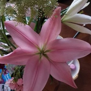 Meet your Posher, Lucy